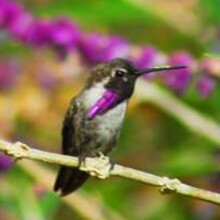 Wonderful World of Hummingbird...